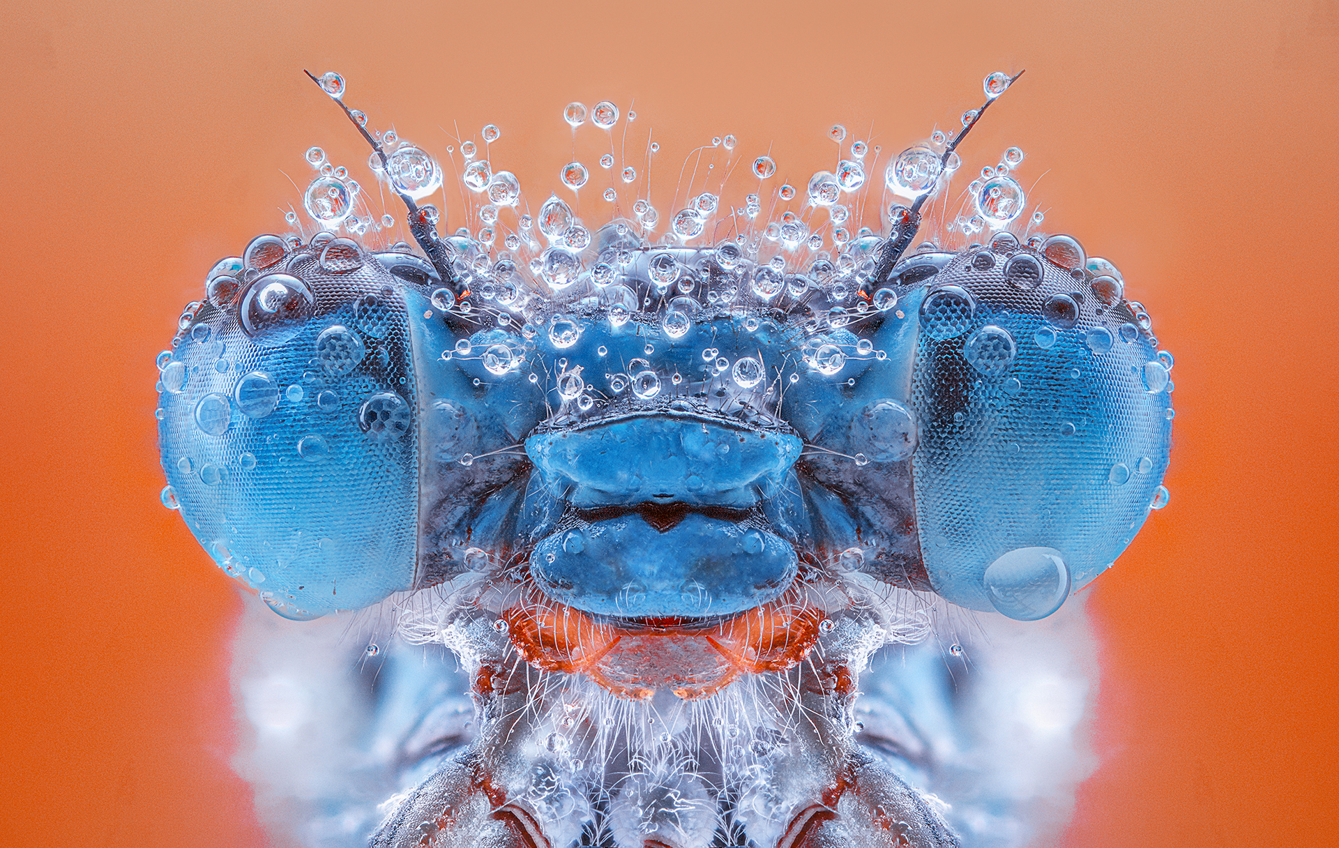 Macro photograph by Pedro Luis Ajuriaguerra Saiz showing damselflies with extraordinary detail, large eyes, and water droplets, appearing to look directly at the camera with personality
